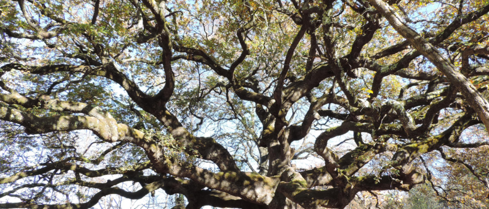 Quercia delle Streghe, albero monumentale in provincia di Lucca